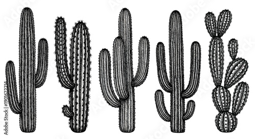 Collection of Diverse Cactus Species in Detailed Engraving Style.