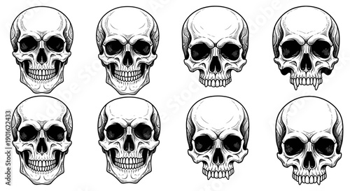 Collection of eight detailed human skull illustrations in various styles.