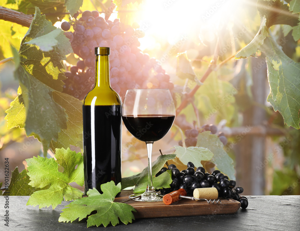 Fototapeta premium Wine and fresh grapes on table. Glass and bottle in vineyard