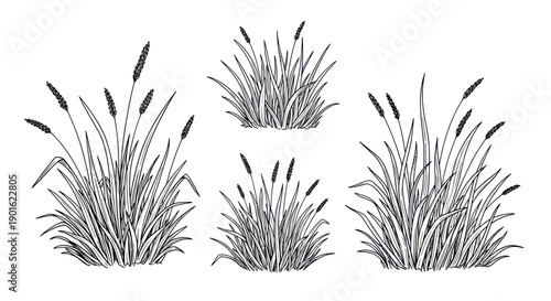 Collection of Hand Drawn Cattail Plants in Various Sizes.