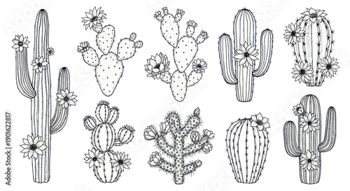 Collection of Hand Drawn Cactus Plants with Blooming Flowers.