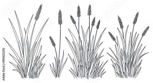Collection of Hand Drawn Grasses and Seed Heads in Sketch Style.