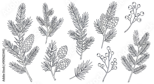 Collection of Hand Drawn Pine Branches and Berries Elements.