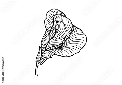 Butterfly Pea Flower Hand Drawn Illustration Vector by AZ for Books, Arts, Design and Decoration Graphic Asset