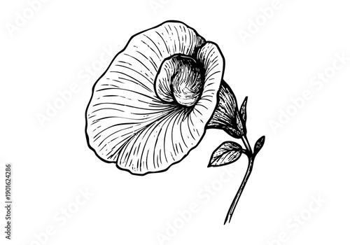 Butterfly Pea Flower Hand Drawn Illustration Vector by AZ for Books, Arts, Design and Decoration Graphic Asset