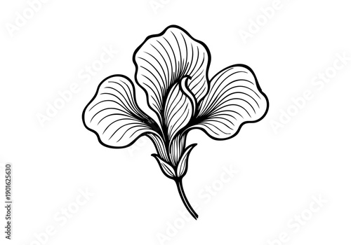 Butterfly Pea Flower Hand Drawn Illustration Vector by AZ for Books, Arts, Design and Decoration Graphic Asset