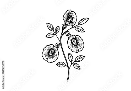 Butterfly Pea Flower Hand Drawn Illustration Vector by AZ for Books, Arts, Design and Decoration Graphic Asset