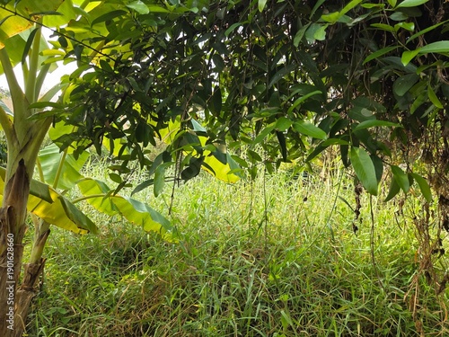 green tree in the garden