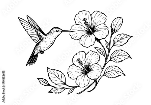 Hibiscus Flower Hand Drawn Illustration Vector by AZ for Books, Arts, Design and Decoration Graphic Asset