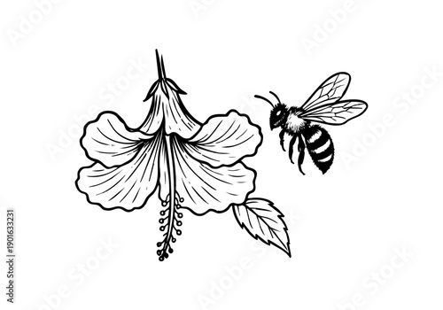 Hibiscus Flower Hand Drawn Illustration Vector by AZ for Books, Arts, Design and Decoration Graphic Asset