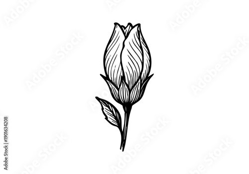 Hibiscus Flower Hand Drawn Illustration Vector by AZ for Books, Arts, Design and Decoration Graphic Asset