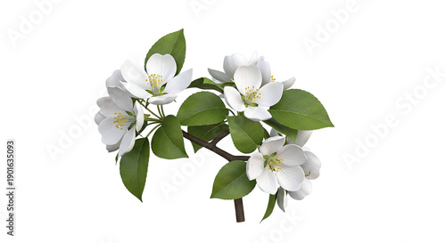 White Apple Blossoms on a Branch