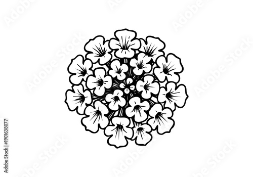 Lantana Flower Hand Drawn Illustration Vector by AZ for Books, Arts, Design and Decoration Graphic Asset