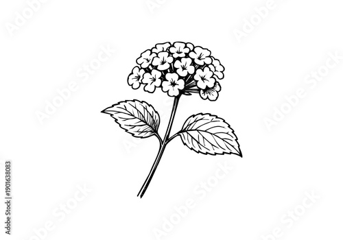 Lantana Flower Hand Drawn Illustration Vector by AZ for Books, Arts, Design and Decoration Graphic Asset
