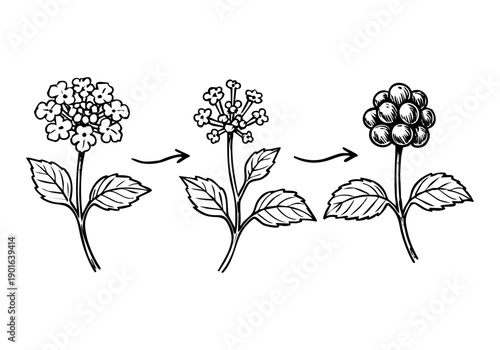 Lantana Flower Hand Drawn Illustration Vector by AZ for Books, Arts, Design and Decoration Graphic Asset