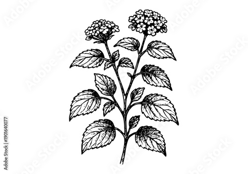 Lantana Flower Hand Drawn Illustration Vector by AZ for Books, Arts, Design and Decoration Graphic Asset
