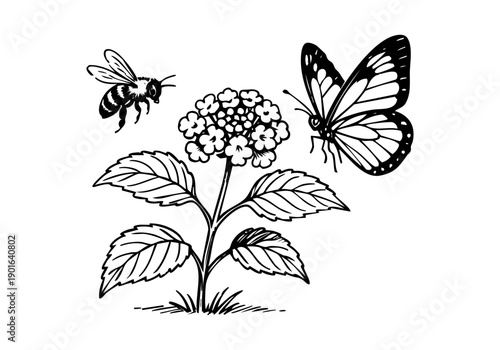 Lantana Flower Hand Drawn Illustration Vector by AZ for Books, Arts, Design and Decoration Graphic Asset