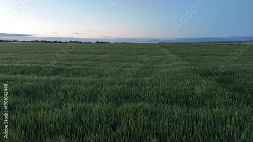 A field of green grass with a blue sky in the background. The sky is clear and the sun is setting