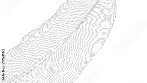 Detailed illustration of a single feather