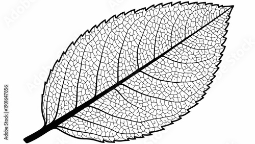 Detailed illustration of a leaf with visible veins