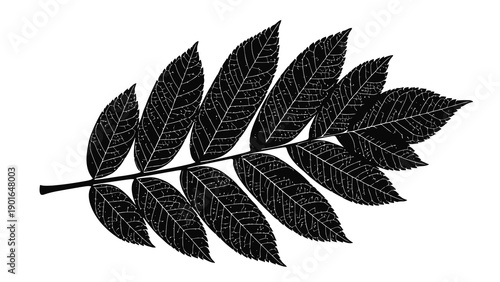 Black silhouette of leaf branch with detailed veins