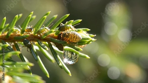 Wallpaper Mural Macro shot of a bee on a pine branch with a water droplet. Torontodigital.ca