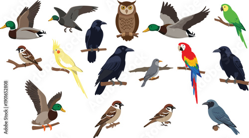 Bird collection, colorful wild animals flying and sitting, vector illustration of duck owl parrot crow isolated on white.