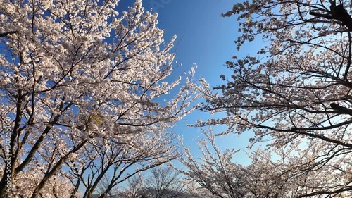 南阿蘇桜公園の桜並木