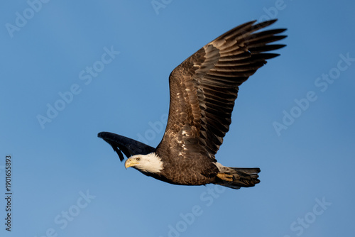 Adult Bald Eagle in Flight against a blue sky
