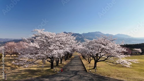 南阿蘇桜公園の桜並木と阿蘇五岳