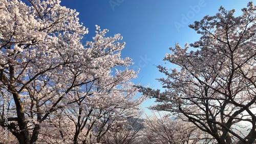 南阿蘇桜公園の桜並木
