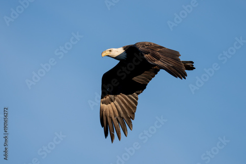 Adult Bald Eagle in Flight against a blue sky