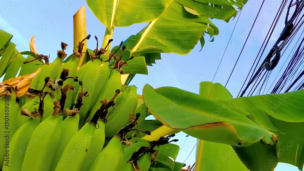 custom made wallpaper toronto digitalGreen yellow bananas are growing on banana plant tree Thailand.