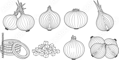 Onion illustration set with whole sliced rings cubes bulbs, fresh vegetable collection, cooking ingredients, black and white line art drawing