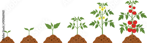 Tomato plant growth stages illustration showing seedling development, flowering, and fruiting process for gardening education, farming tutorial, and agricultural learning resources
