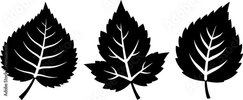 Three black leaf silhouettes with white veins on a clean background viewed from directly above