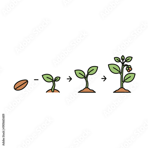 Seed Germination Growth Stages Plant.
