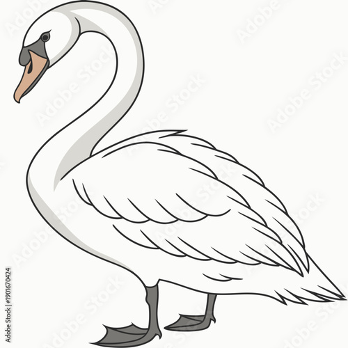 White swan standing with orange beak and gray feet