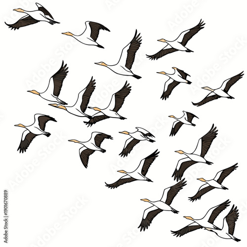 Flying pelicans in a flock birds white