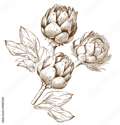 Ink sketch of a single artichoke with stem and leaves. Artichoke Sketches: Botanical Vintage Illustration