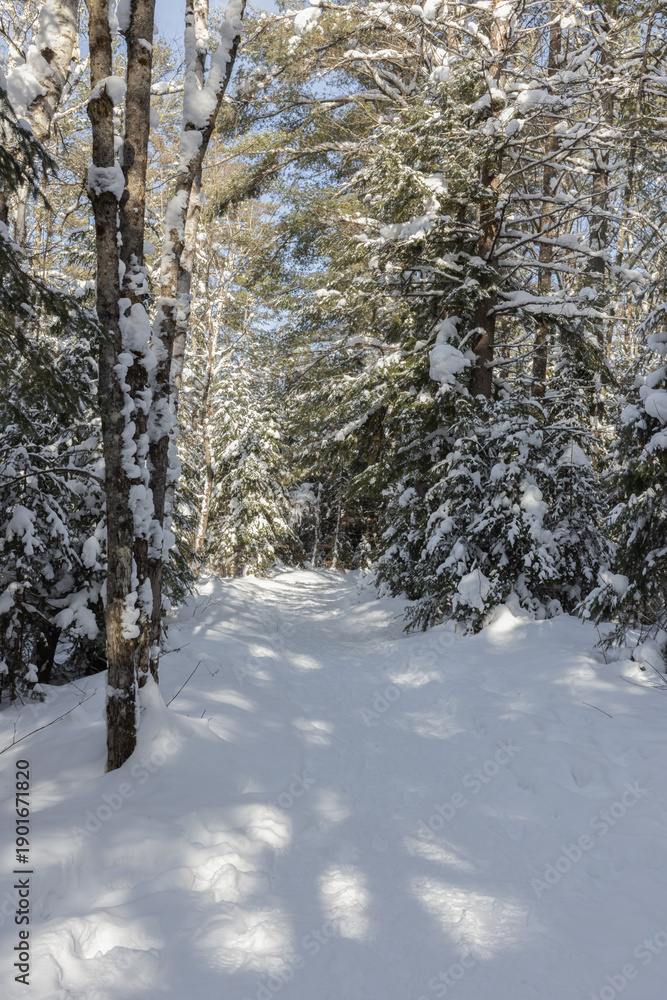 Fototapeta premium Hiking Trail through forest covered in snow in Muskoka Ontario