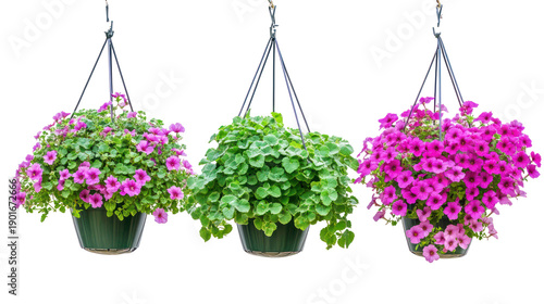 Colorful hanging flower pots with pink and purple blooms