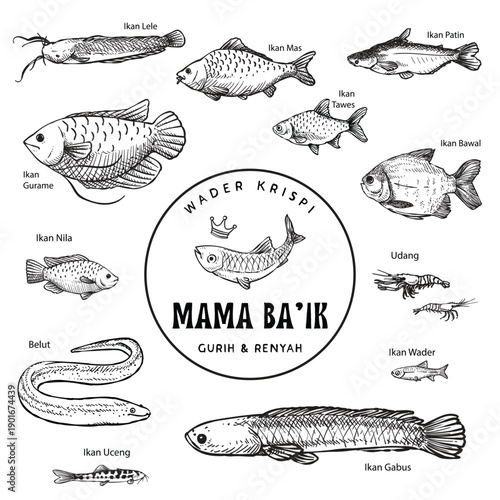 Vector set of Indonesian freshwater fish illustrations including catfish, eel, and tilapia. Retro sketch style for culinary labels, fishing infographics, menu, packaging, and organic food logos.