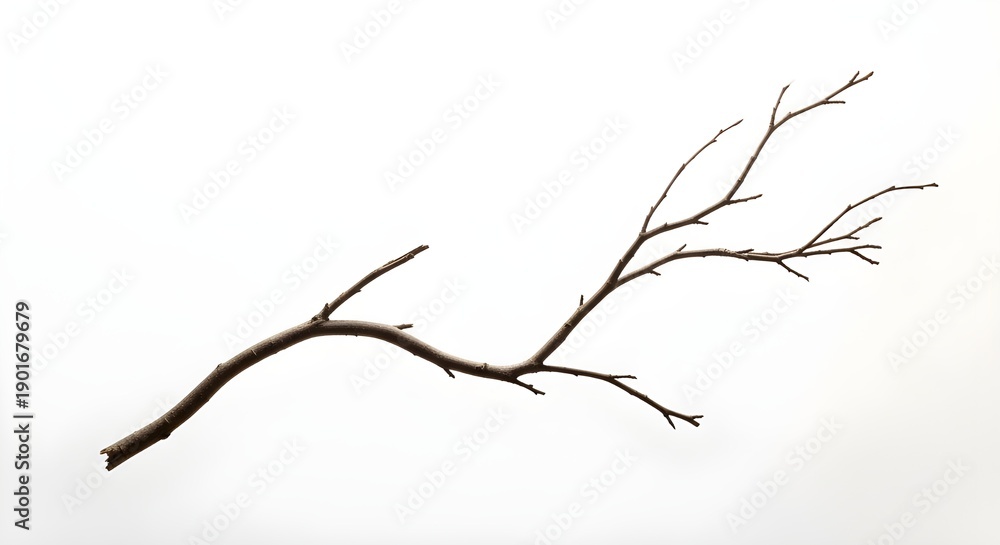 Fototapeta premium A bare branch against a plain white background showing delicate winter structure