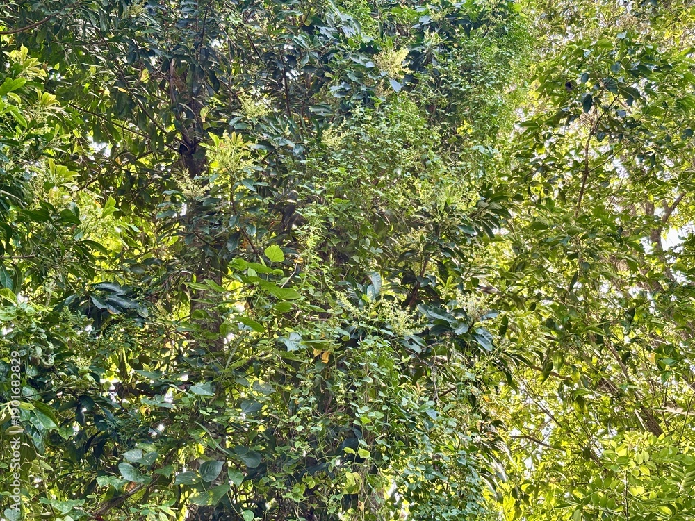 Fototapeta premium forest tree canopy with sunlight shining through the gaps between the leaves and branches