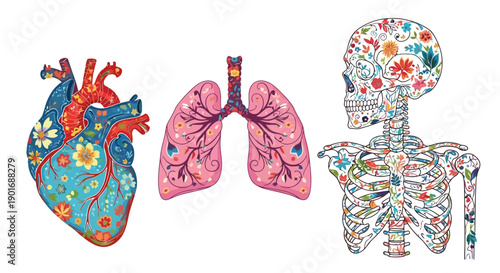 Floral anatomical illustrations heart lungs and skeleton displayed together