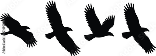 Four distinct black silhouette eagles in mid-flight with varied wing positions and body angles on a clean white canvas