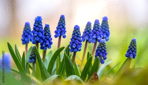 Close-up of vibrant blue grape hyacinth flowers blooming in a natural, soft-focused setting