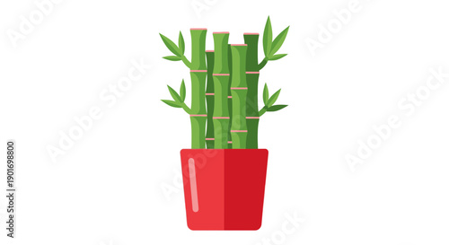 Lucky Bamboo Plant in Red Pot - Feng Shui Symbol of Good Fortune