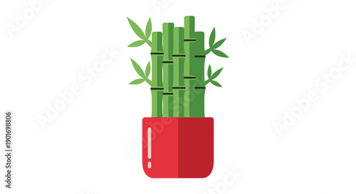 Lucky Bamboo Plant in Red Pot, Feng Shui Houseplant, Isolated